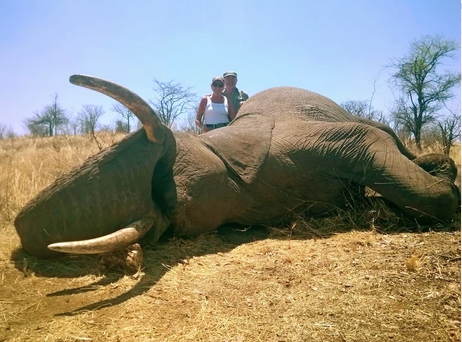 Jagtrejse Elefant i Zimbabwe - Jagtrejser